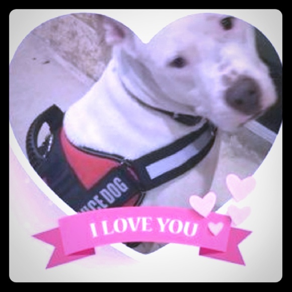 Meet your Posher, Francesca & Dani🐶 - Picture 1 of 9